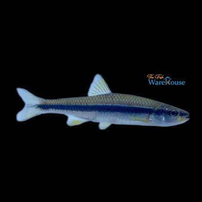 Yellowfin Shiner (Notropis lutipinnis)