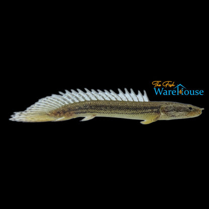 Nile Bichir (Polypterus bichir bichir)