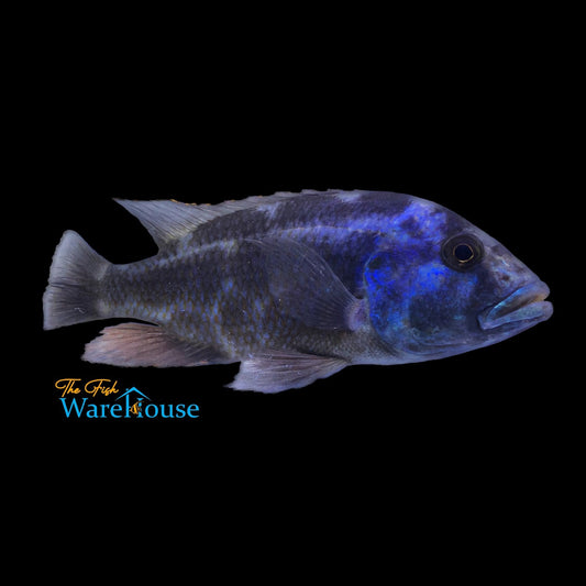 Livingstoni Cichlid (Nimbochromis livingstonii)