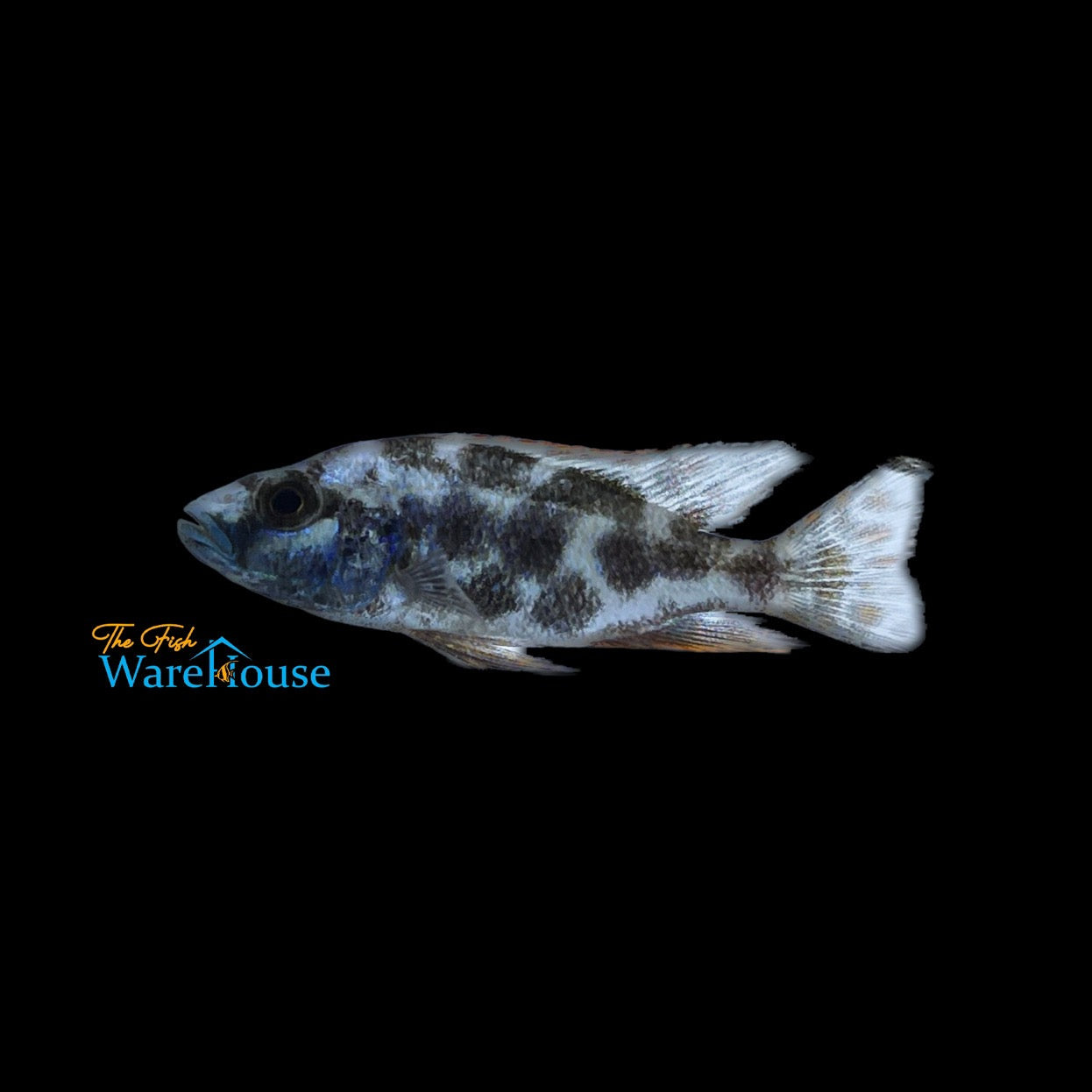 Livingstoni Cichlid (Nimbochromis livingstonii)