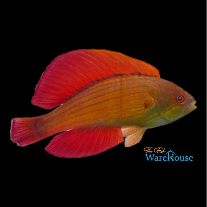 Eightline Flasher Wrasse (Paracheilinus octotaenia)