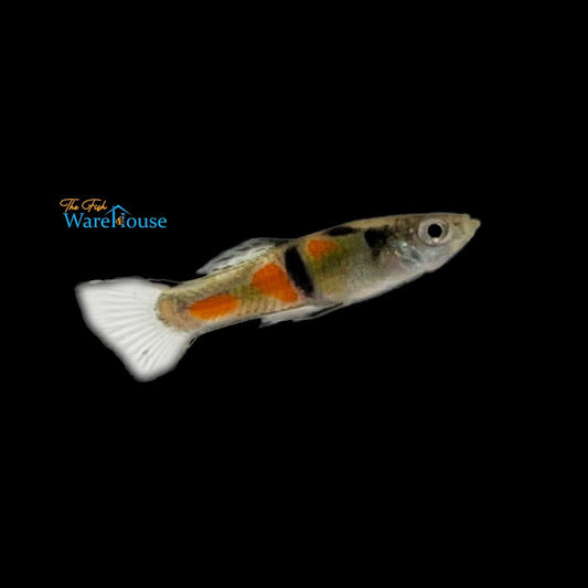 El Tigre Endler's Livebearer (Poecilia wingei)