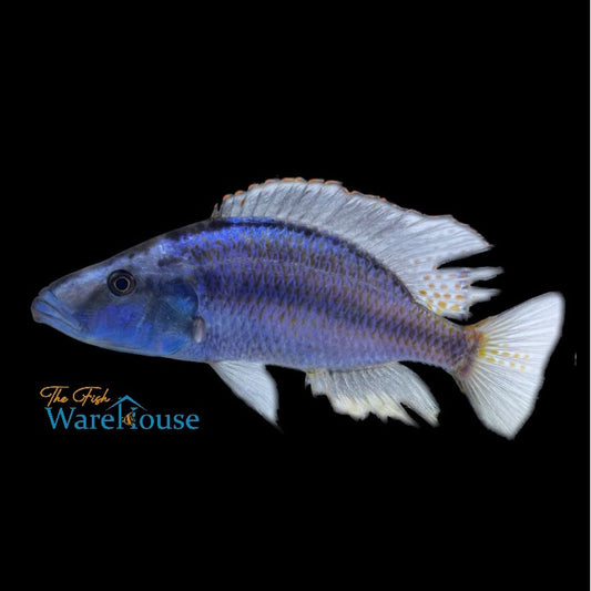 Malawi Compressiceps Cichlid (Dimidiochromis compressiceps)