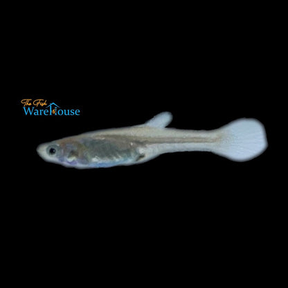 El Tigre Endler's Livebearer (Poecilia wingei)