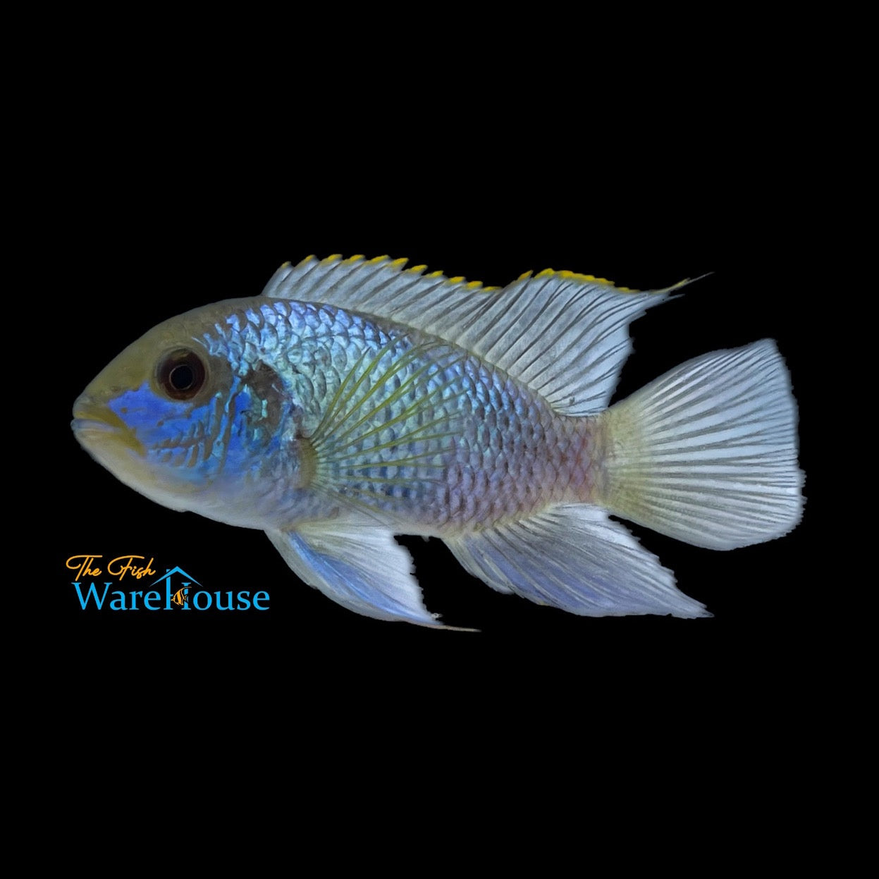 Electric Blue Acara (Andinoacara pulcher)