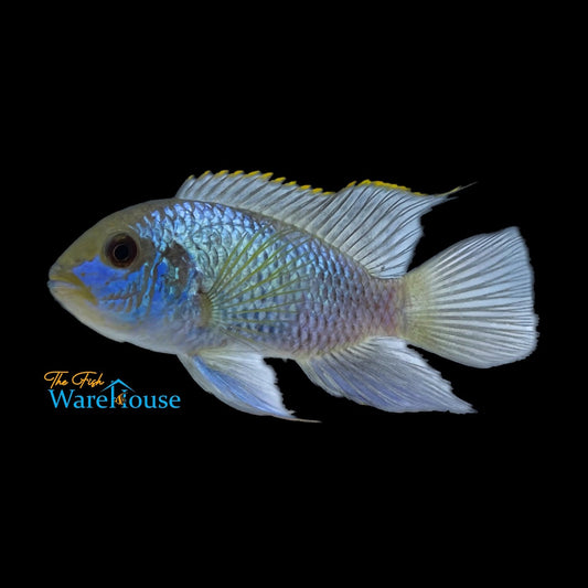 Electric Blue Acara (Andinoacara pulcher)