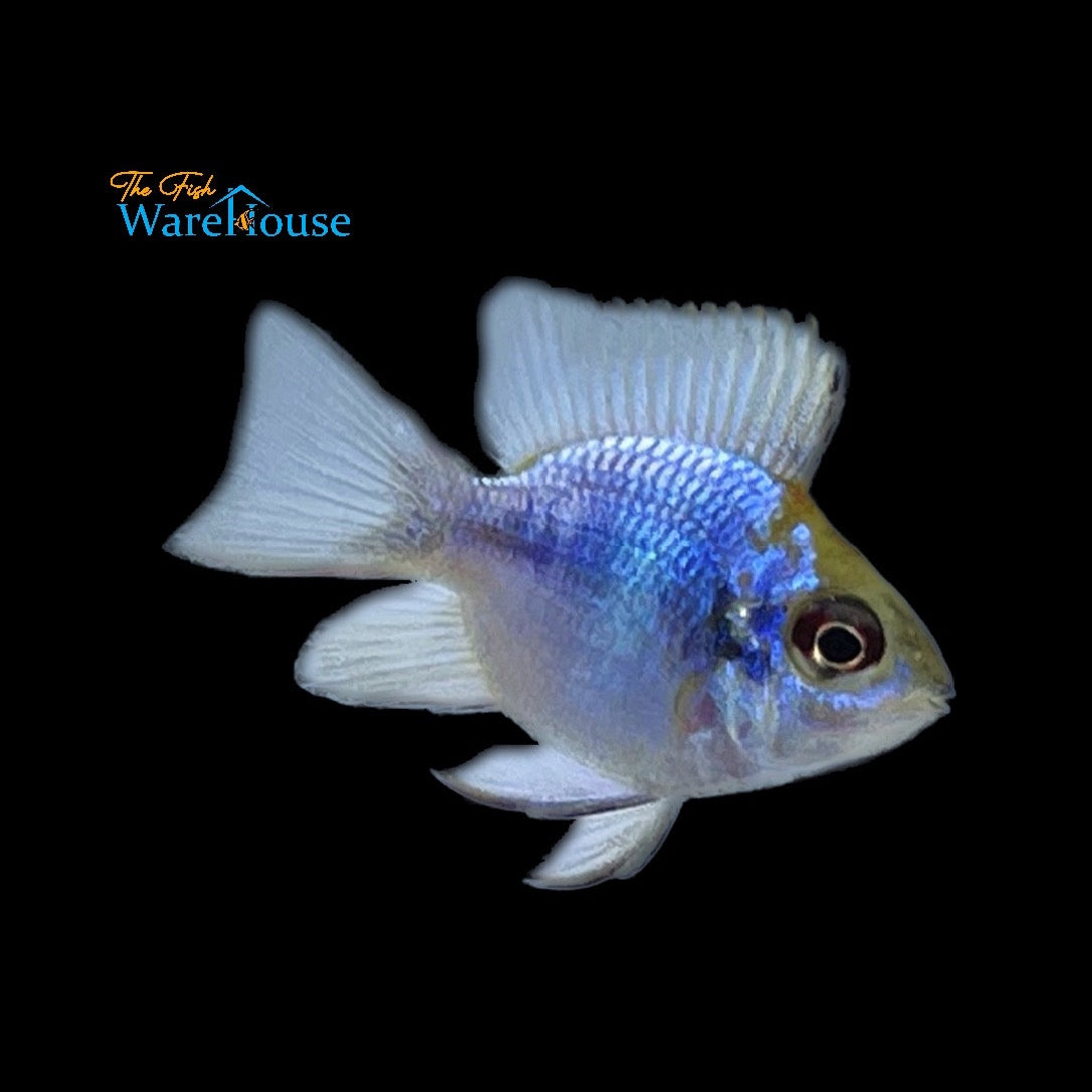 Electric Blue Balloon Ram (Mikrogeophagus ramirezi blue)