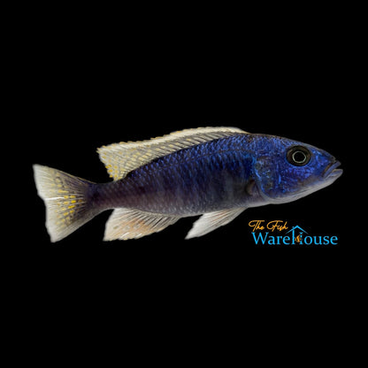 Electric Blue Hap (Sciaenochromis fryeri)