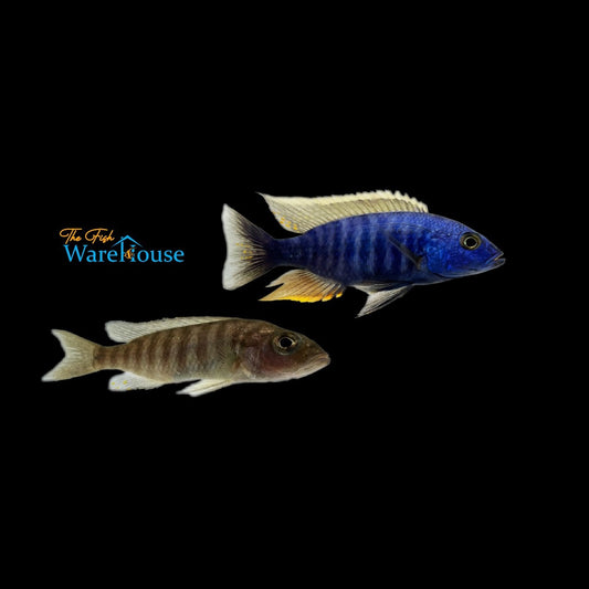 Electric Blue Hap (Sciaenochromis fryeri) - Pair