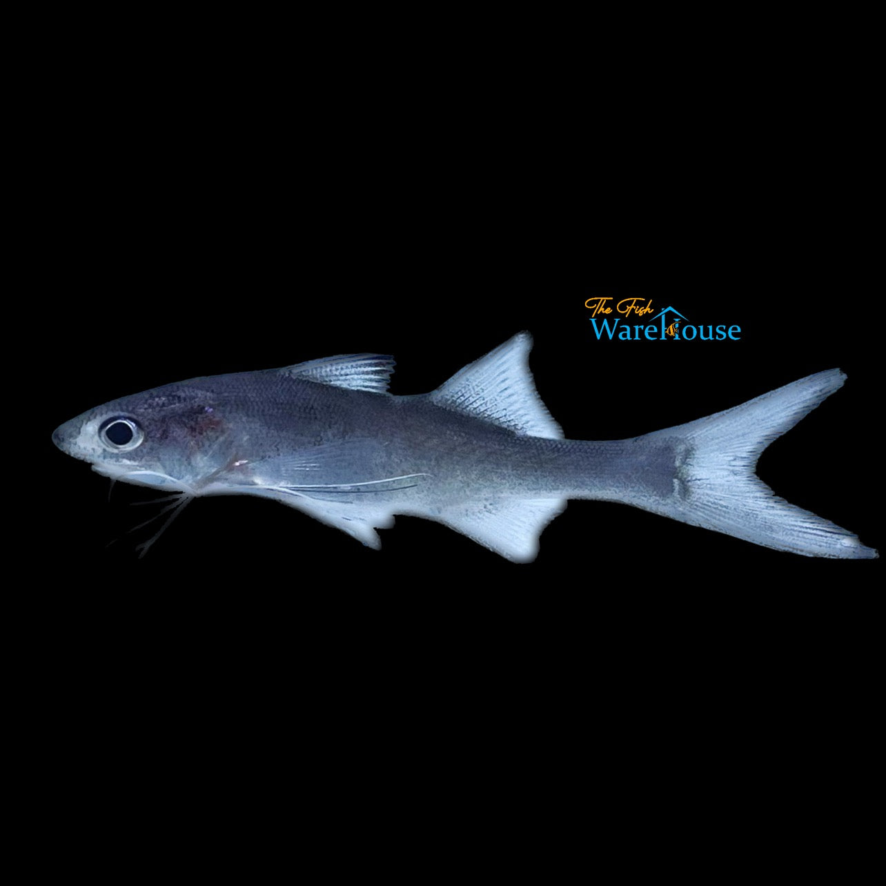 Paradise Threadfin Fish (Polynemus paradiseus)