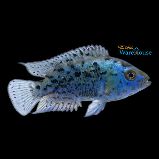 Electric Blue Jack Dempsey (Rocio octofasciata)