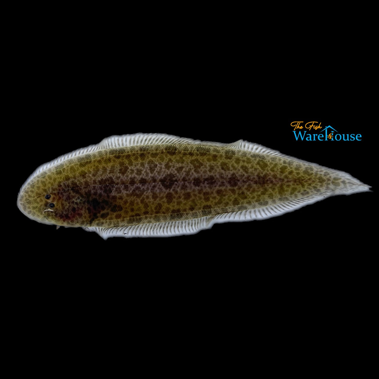 Papuan Freshwater Sole (Brachirus selheimi)