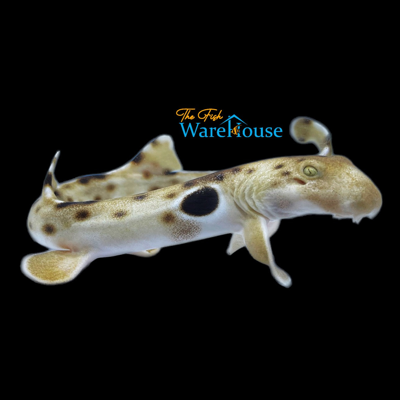 Epaulette Shark (Hemiscyllium ocellatum)