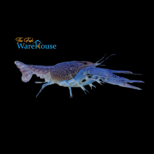 Electric Blue Lobster (Procambarus alleni)