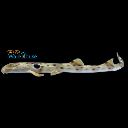 Epaulette Shark (Hemiscyllium ocellatum)