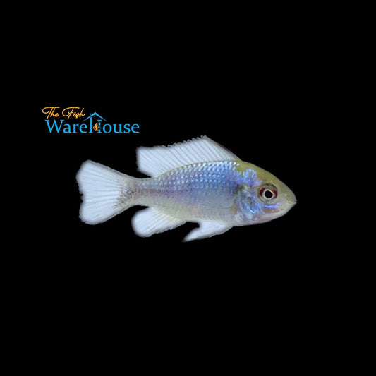 Electric Blue Ram (Mikrogeophagus ramirezi electric blue)