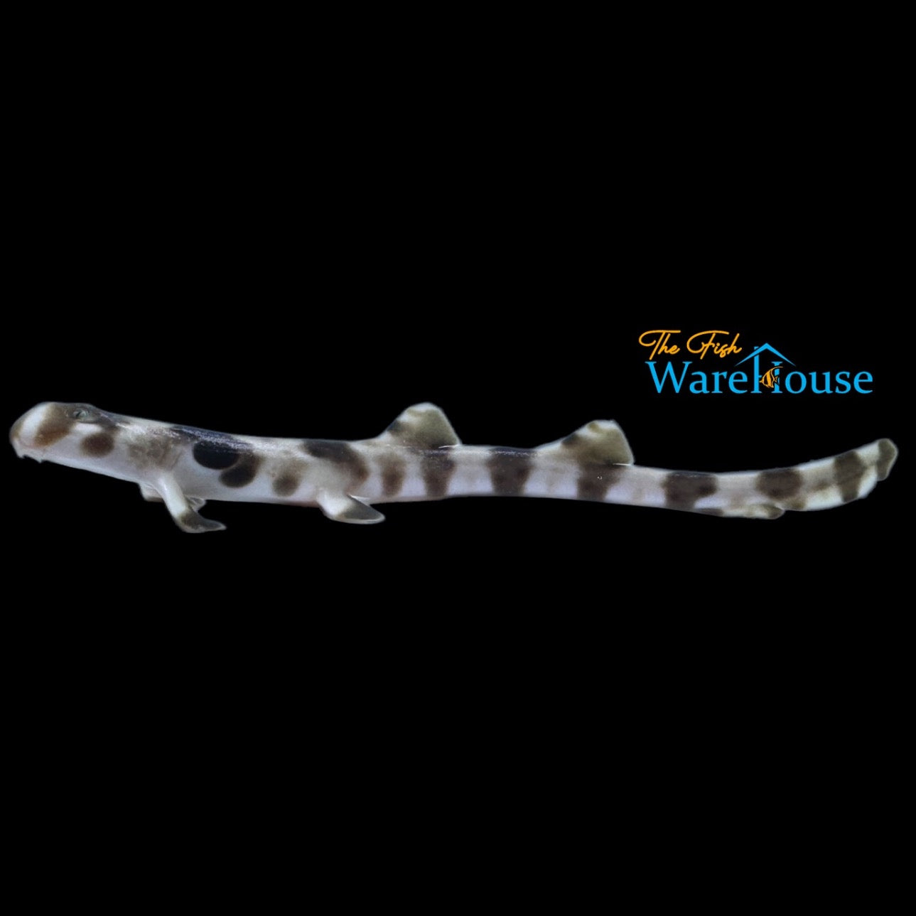 Epaulette Shark - Captive Bred (Hemiscyllium ocellatum)