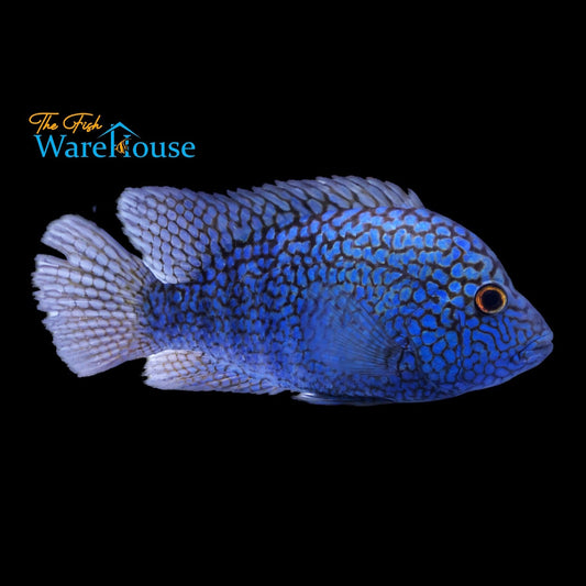 Electric Blue Texas (Herichthys carpintis)