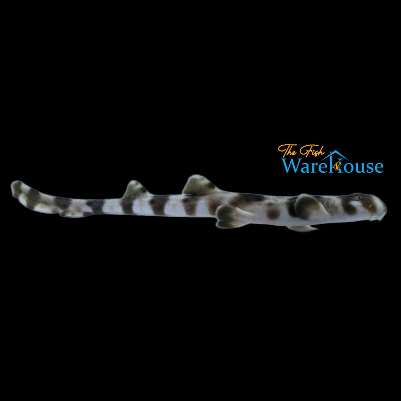 Epaulette Shark - Captive Bred (Hemiscyllium ocellatum)