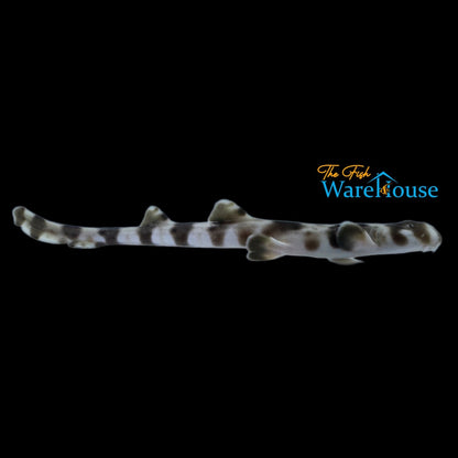 Epaulette Shark - Captive Bred (Hemiscyllium ocellatum)