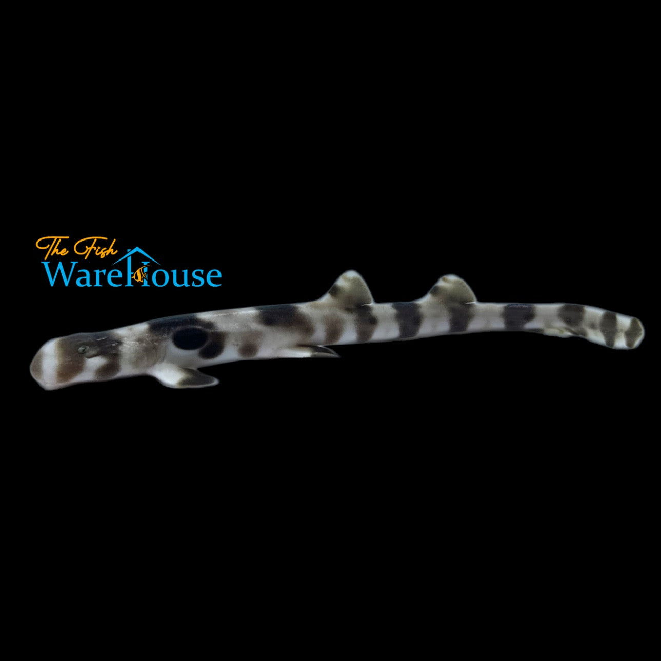 Epaulette Shark - Captive Bred (Hemiscyllium ocellatum)