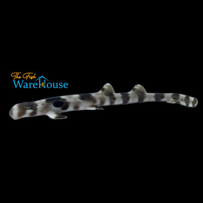 Epaulette Shark - Captive Bred (Hemiscyllium ocellatum)