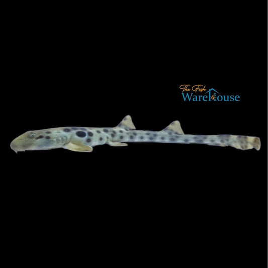 Papuan Epaulette Shark (Hemiscyllium hallstromi)