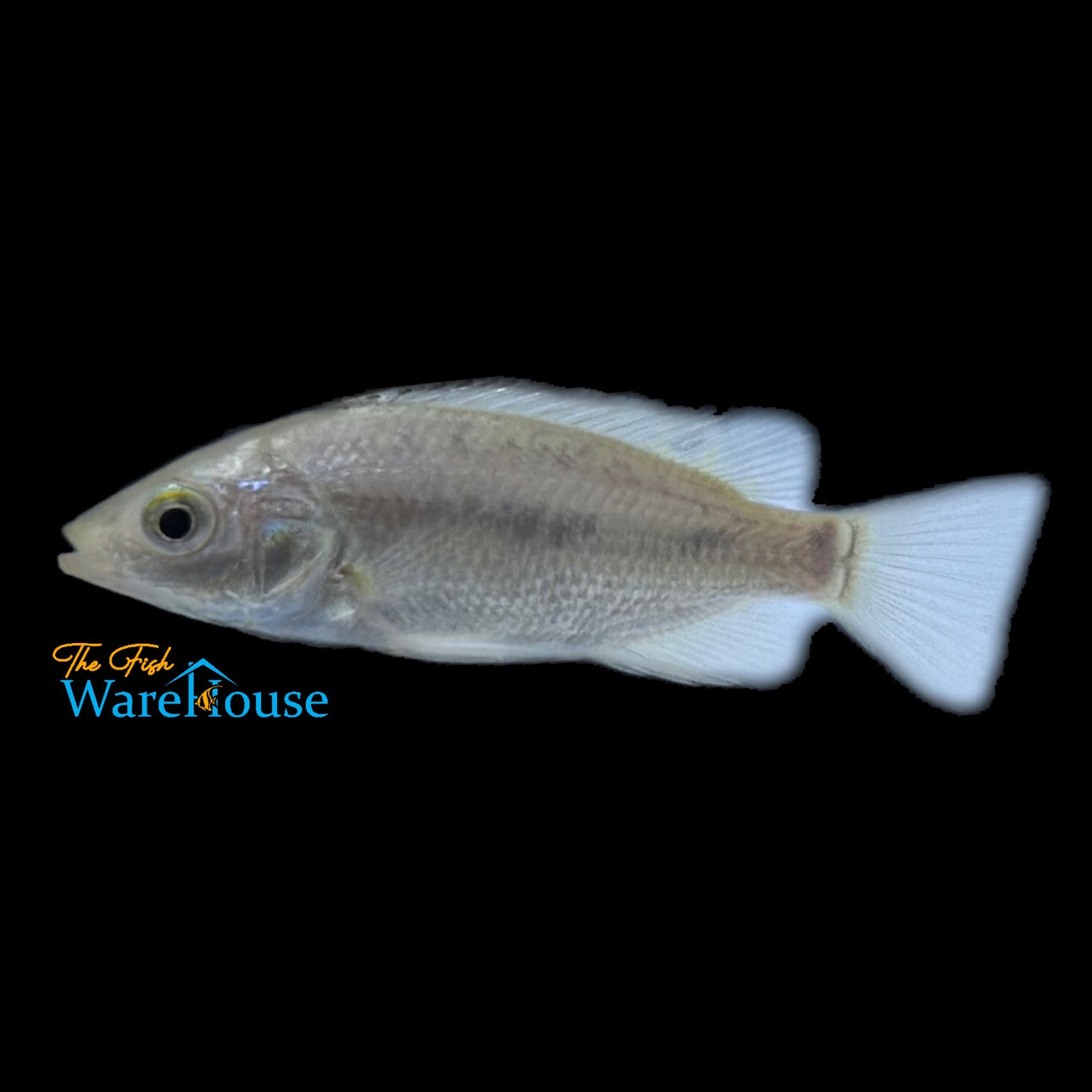 Flamingo 'Singida' Tilapia (Oreochromis esculentus)