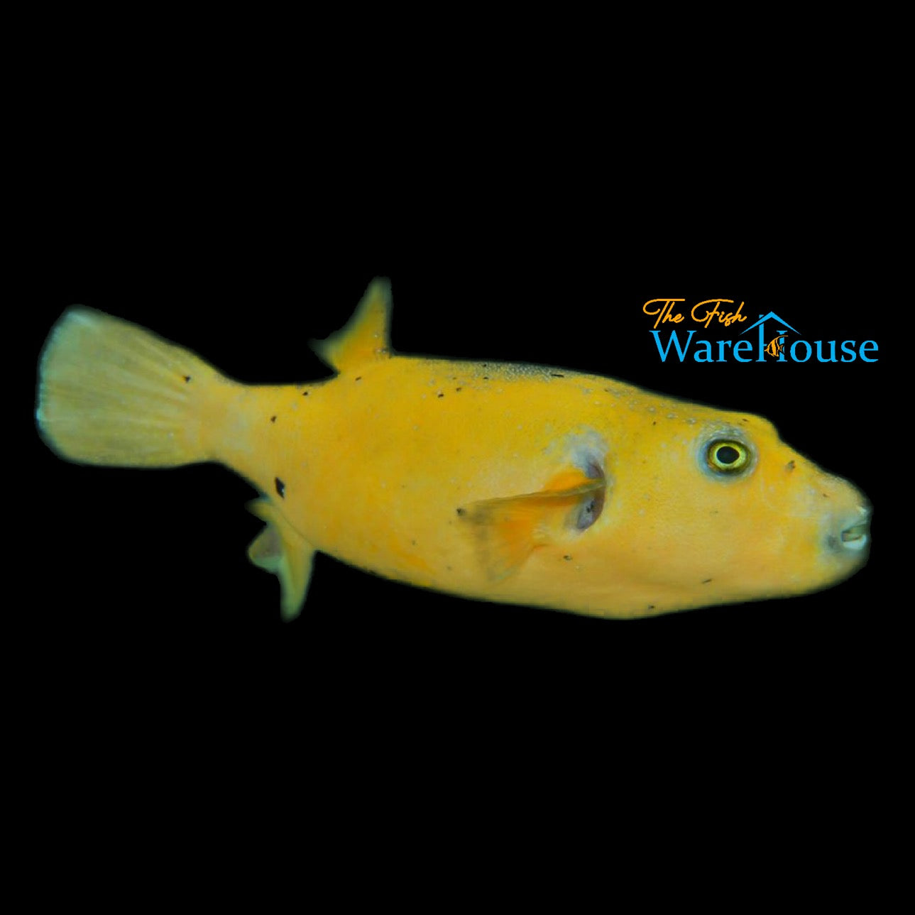 Golden Puffer (Arothron meleagris)