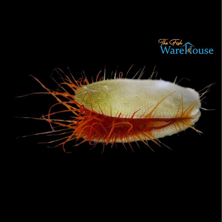 Electric Flame Scallop (Ctenoides ales)