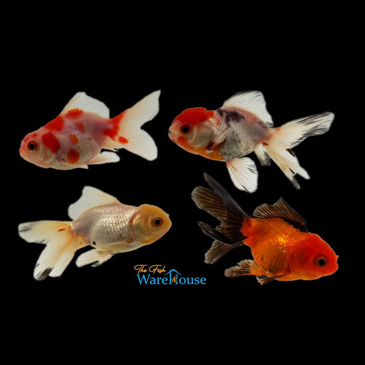 Assorted Oranda Goldfish (Carassius auratus)