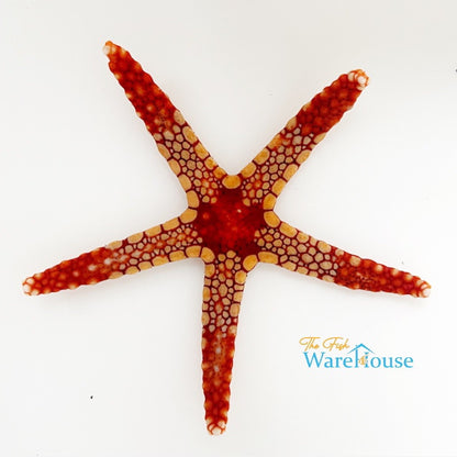 Elegant Sea Star (Fromia nodosa)