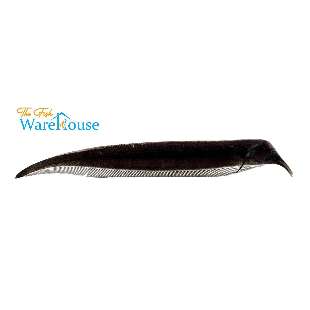 Elephant Nose Knifefish (Sternarchorhynchus oxyrhynchus)