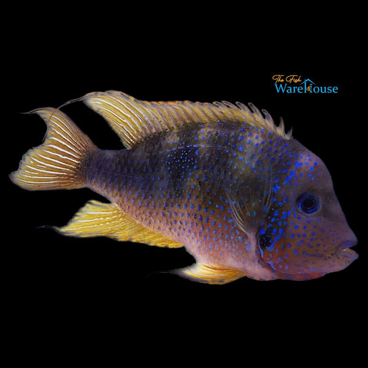 Ellioti Cichlid (Thorichthys ellioti)