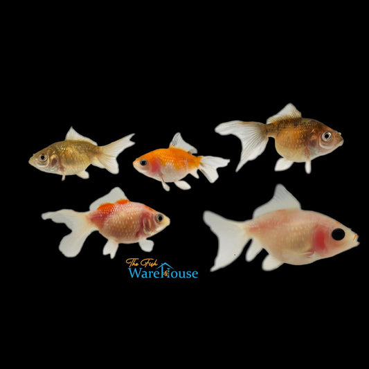 Assorted Pearlscale Goldfish (Carassius auratus)