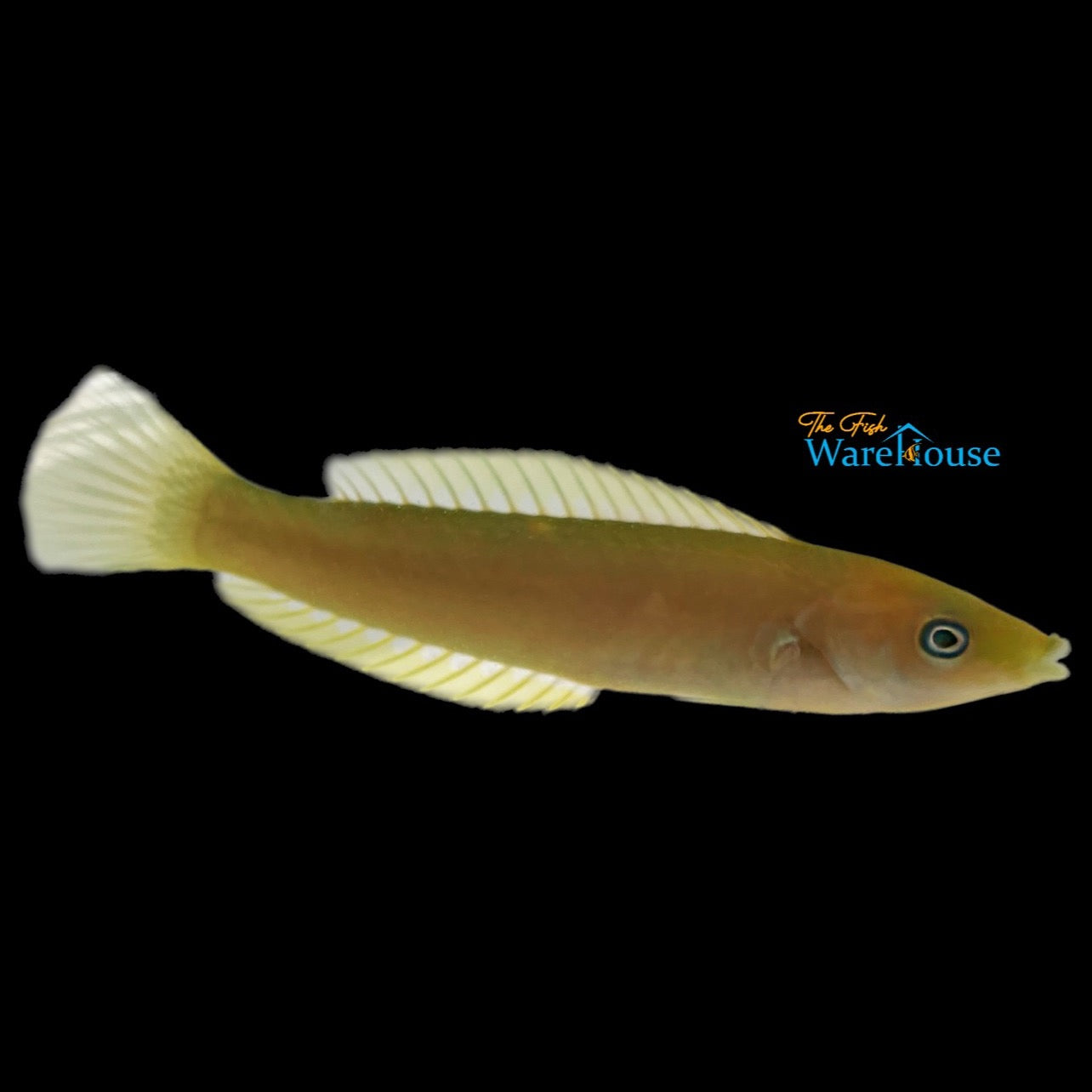 Elongated Wrasse (Pseudojuloides elongatus)