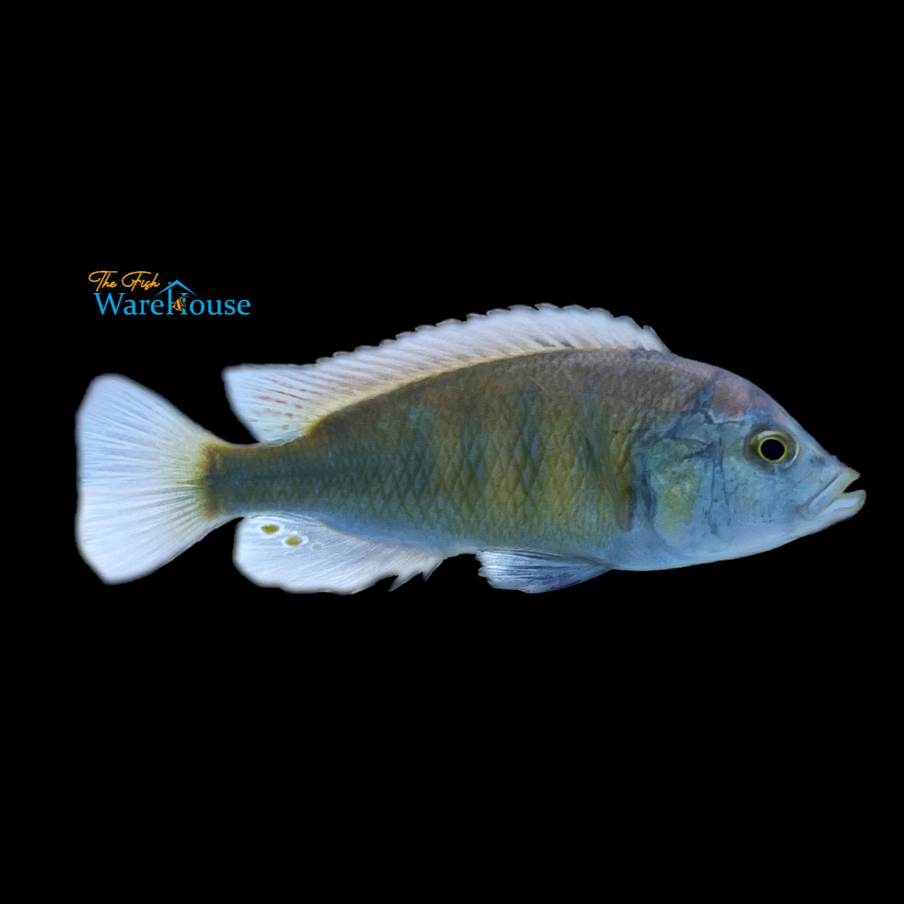 Hippo Point Salmon Cichlid (Ptyochromis sp.)