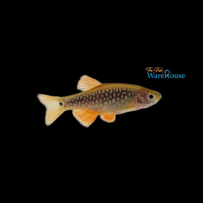 Emerald Pearl Dwarf Rasbora (Danio margaritatus x Danio erythromicron)