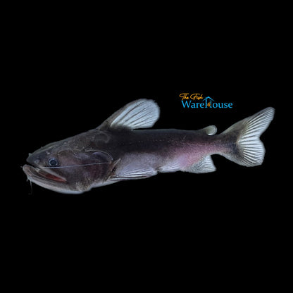 Gulper Catfish (Asterophysus batrachus)