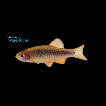 Emerald Pearl Dwarf Rasbora (Danio margaritatus x Danio erythromicron)