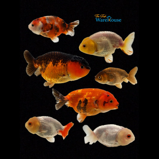 Assorted Ranchu Goldfish (Carassius auratus)