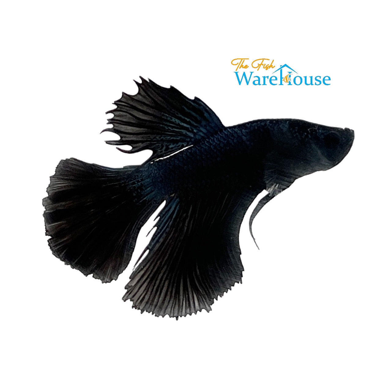 Black Knight Combtail Betta - Male (Betta splendens)