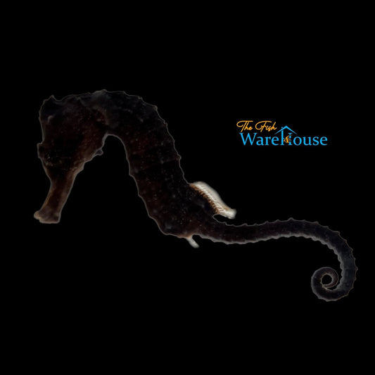 Black Kuda Seahorse - Captive Bred (Hippocampus kuda)