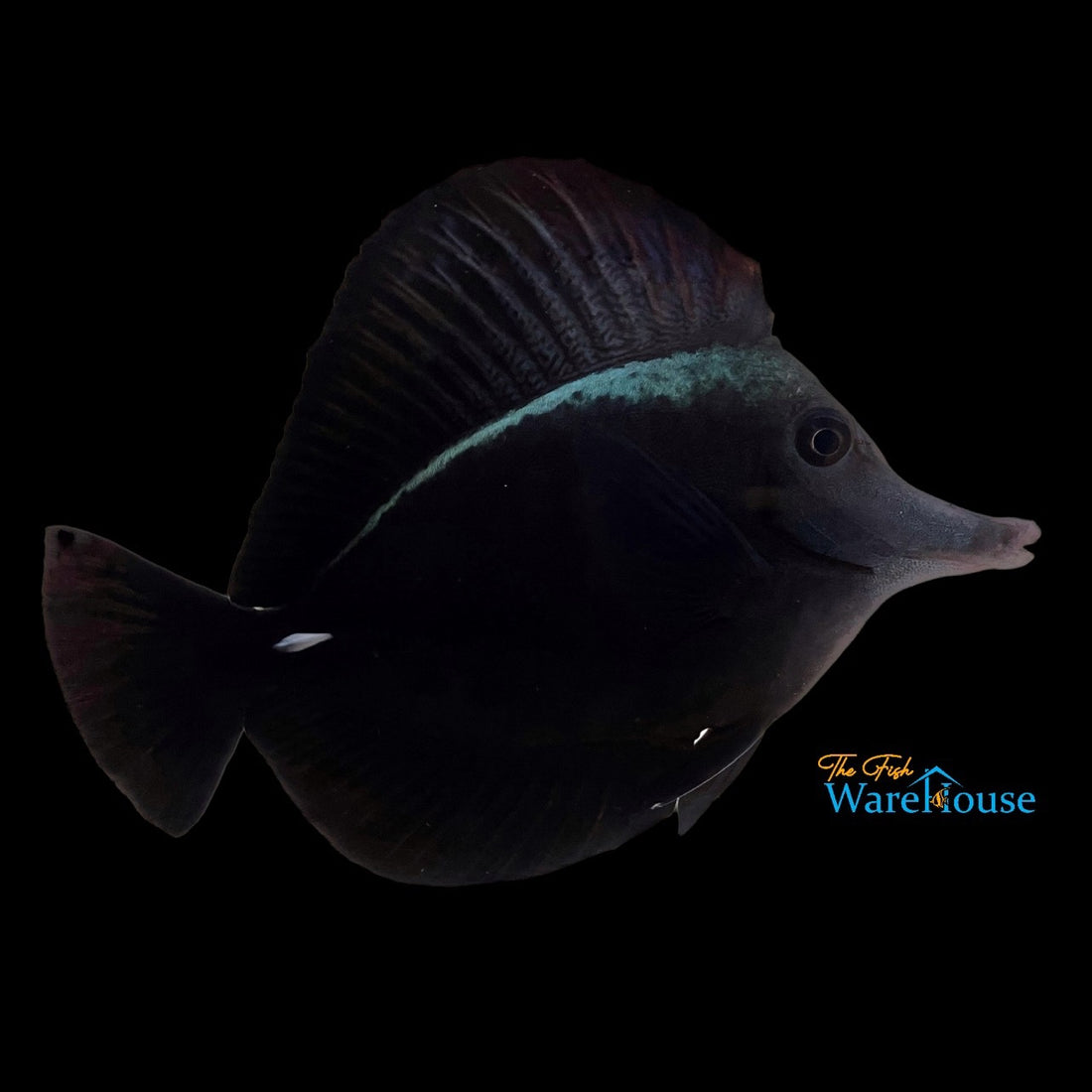 Black Longnose Tang (Zebrasoma rostratum) – The Fish Warehouse