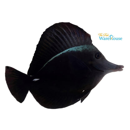 Black Longnose Tang (Zebrasoma rostratum)