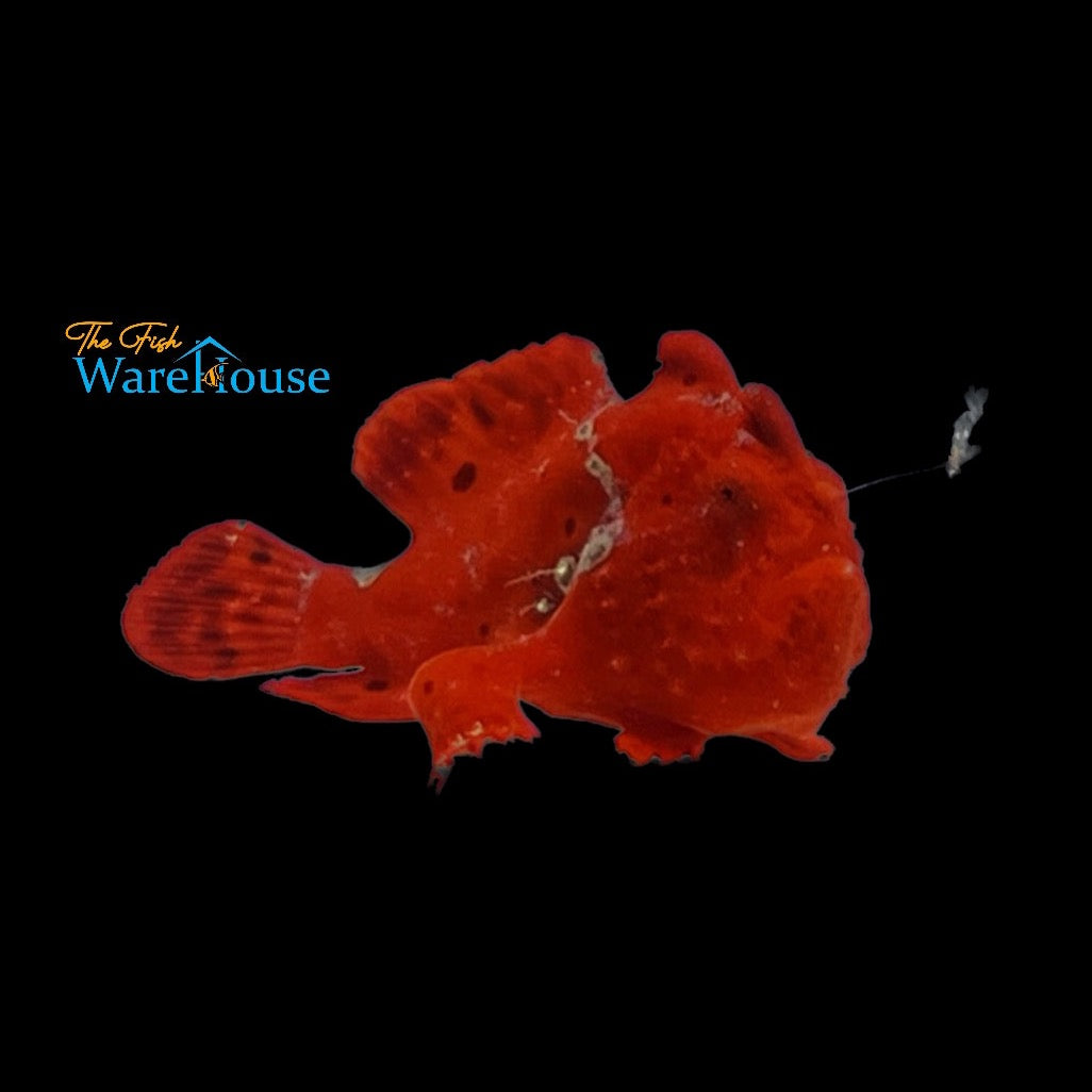 Neon Red Wartskin Angler (Antennarius maculatus)