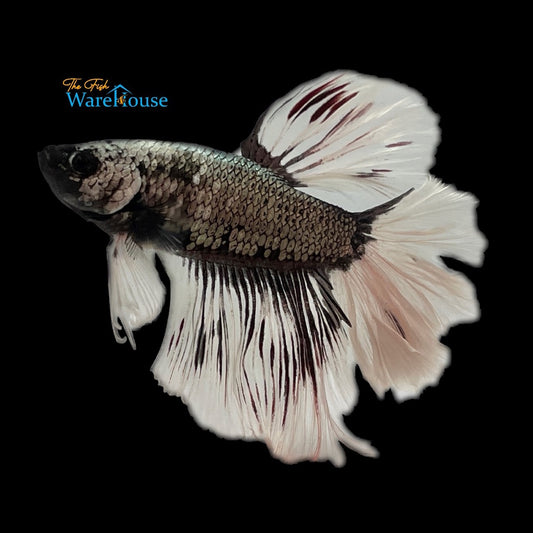 Black Metallic Halfmoon Betta - Male (Betta splendens)