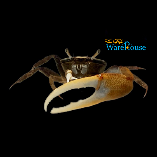 Gold Claw Fiddler Crab (Uca pugnax)