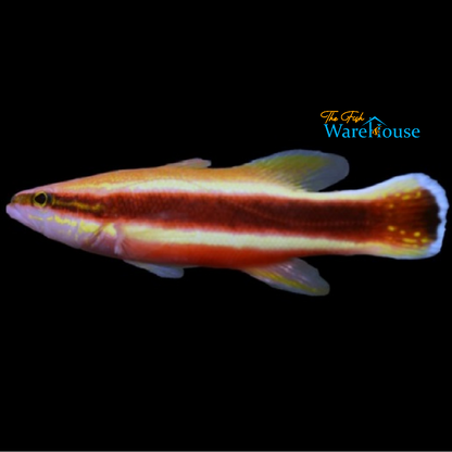 Wrasse Bass (Liopropoma eukrines)