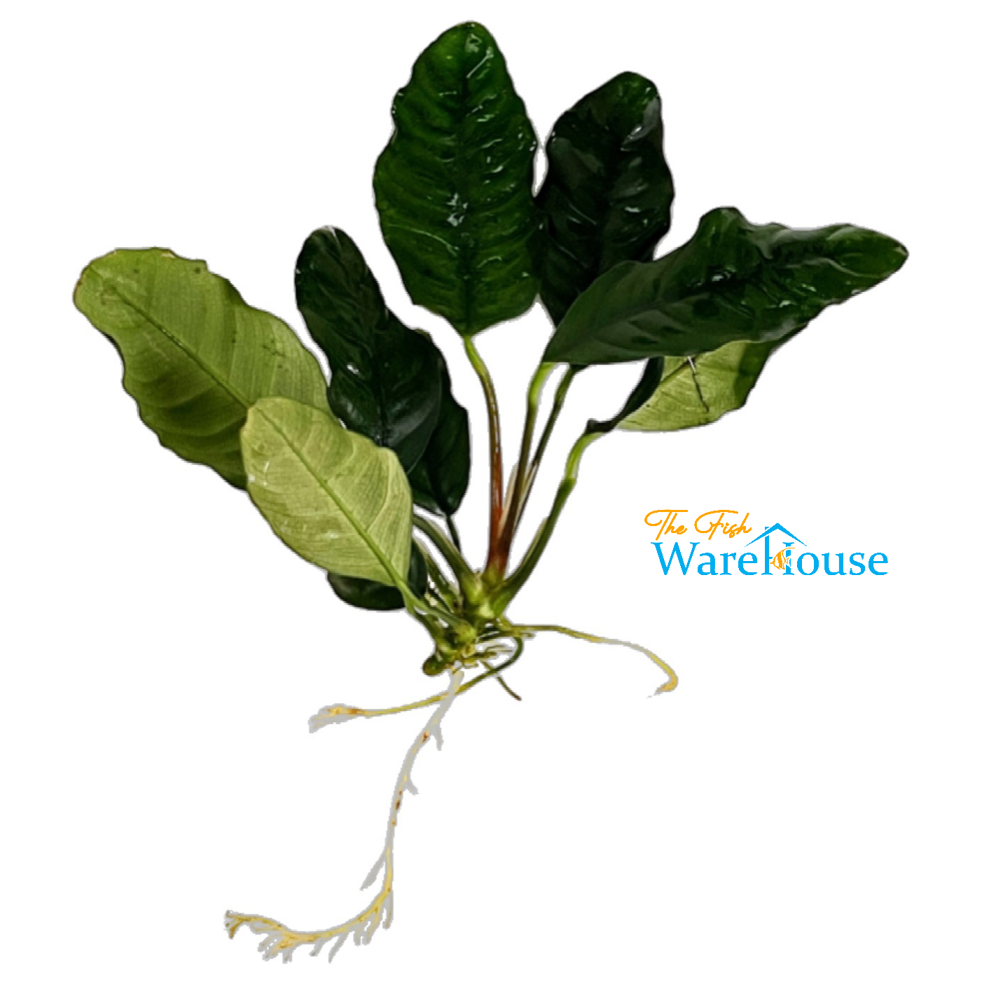 Coffeefolia Anubias (Anubias barteri coffeefolia)